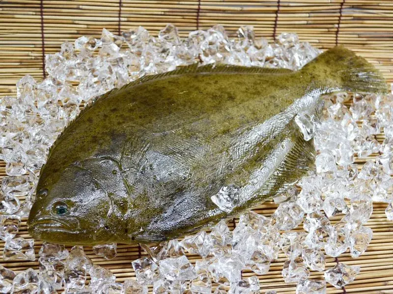 Cá bơn nâu Hàn Quốc