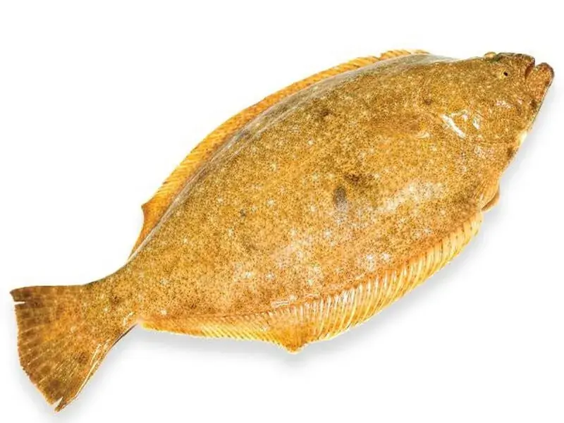 Cá bơn vàng Hàn Quốc