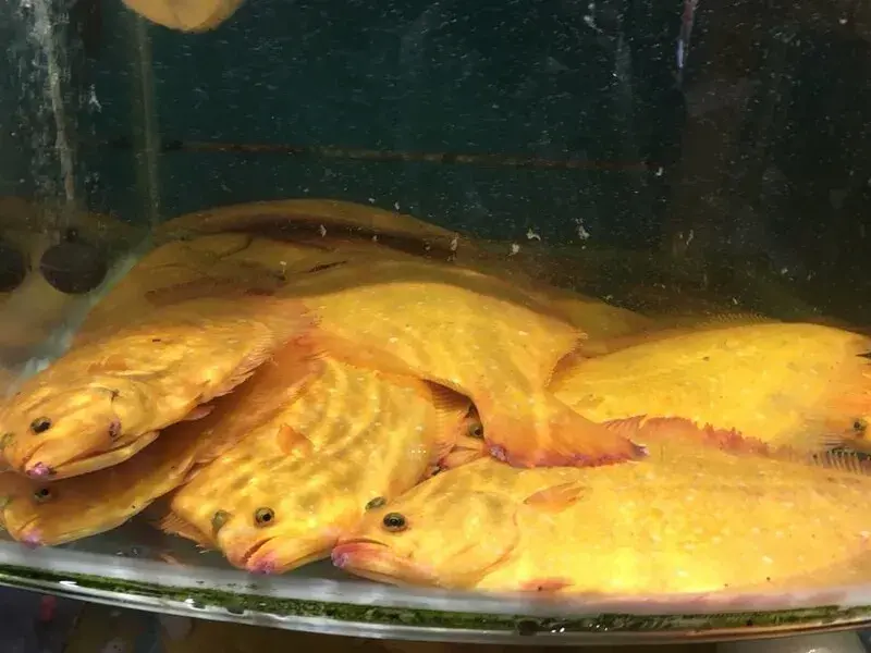 Cá bơn vàng Hàn Quốc