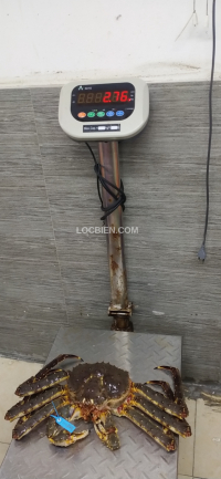 Cua alaska đỏ ngộp 2,76kg