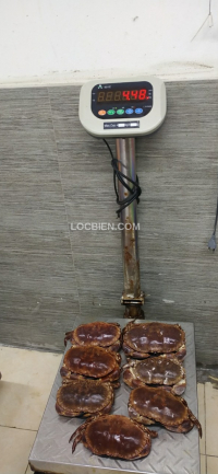 Cua nâu Nauy siêu gạch 4,48kg