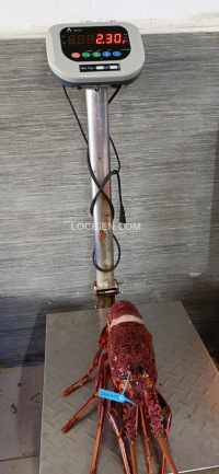 Tôm hùm úc ngộp size 2,3kg