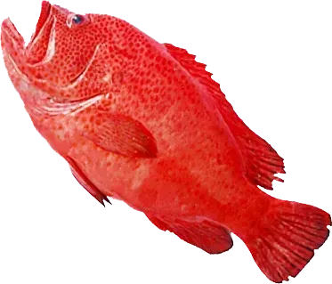cá mú đỏ